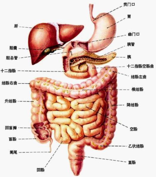 每天早上喝一次,帮你把肚子里「黑黑的大便」排出来!腰围都小了一圈!