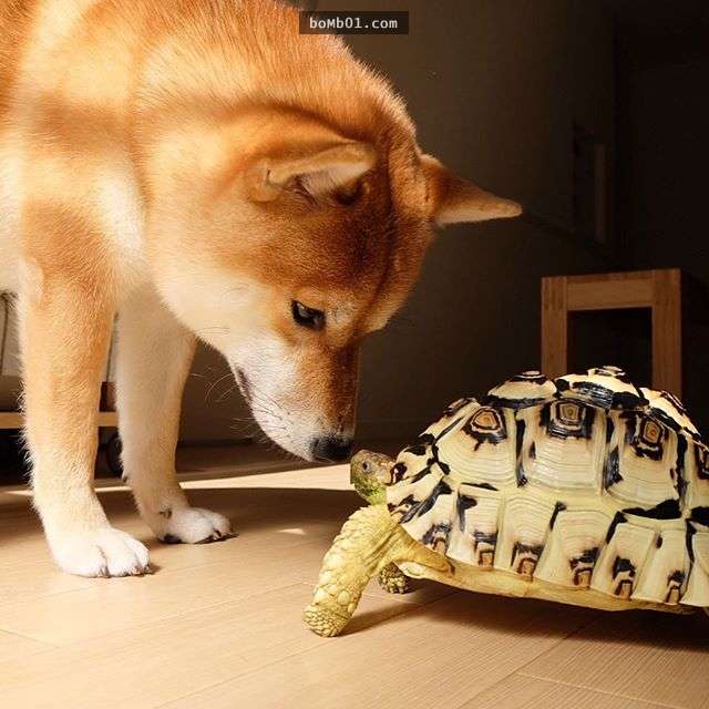 ▼这是在玩…大眼瞪小眼吗?