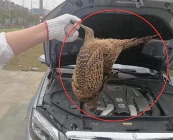 美女開自己賺到的賓士回家,路上車頭被撞,讓修理工人打開車蓋後,發現「意外驚喜」!