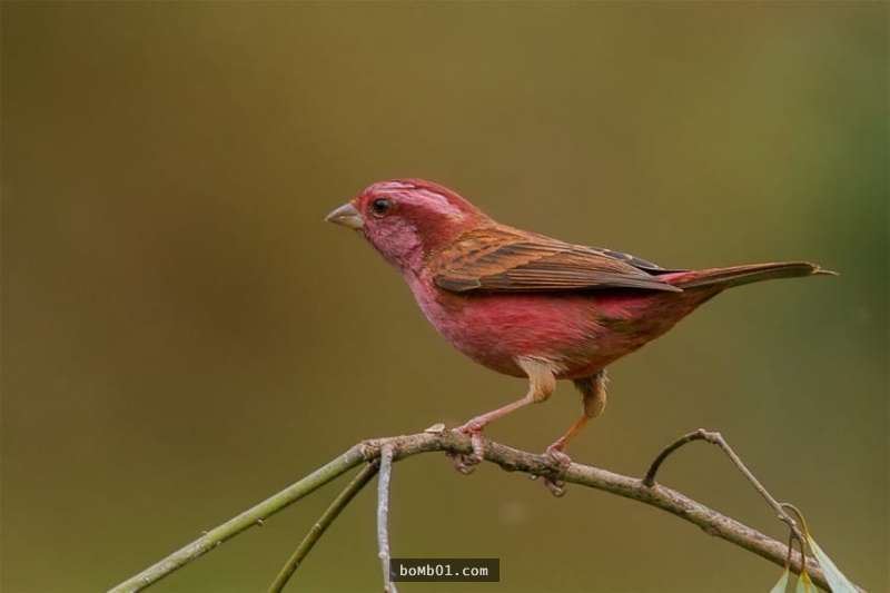 澳洲独有的粉红知更鸟,温暖的粉红羽毛配搭在帅气的黑色毛色上,为