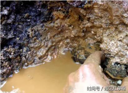 男子樹林發現