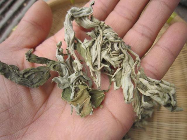學會用艾草泡腳,能治5病,你的身體會越來越好!