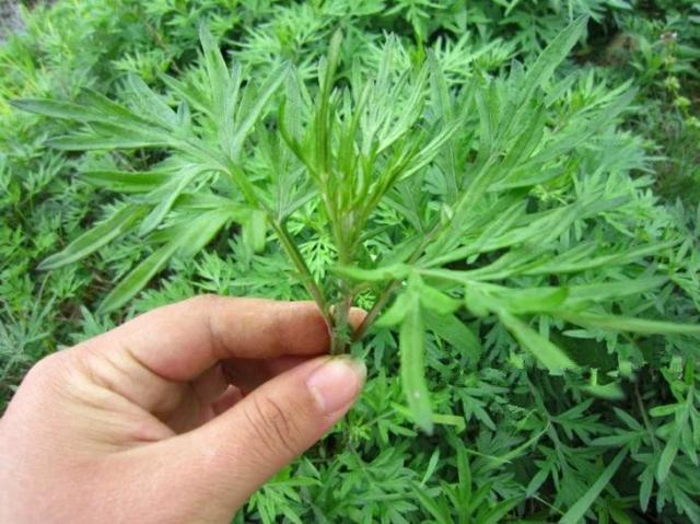 學會用艾草泡腳,能治5病,你的身體會越來越好!