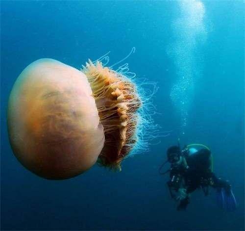 大水母不是唯一一种突然出现的生物,一些地区还发现了超级大的黄蜂.