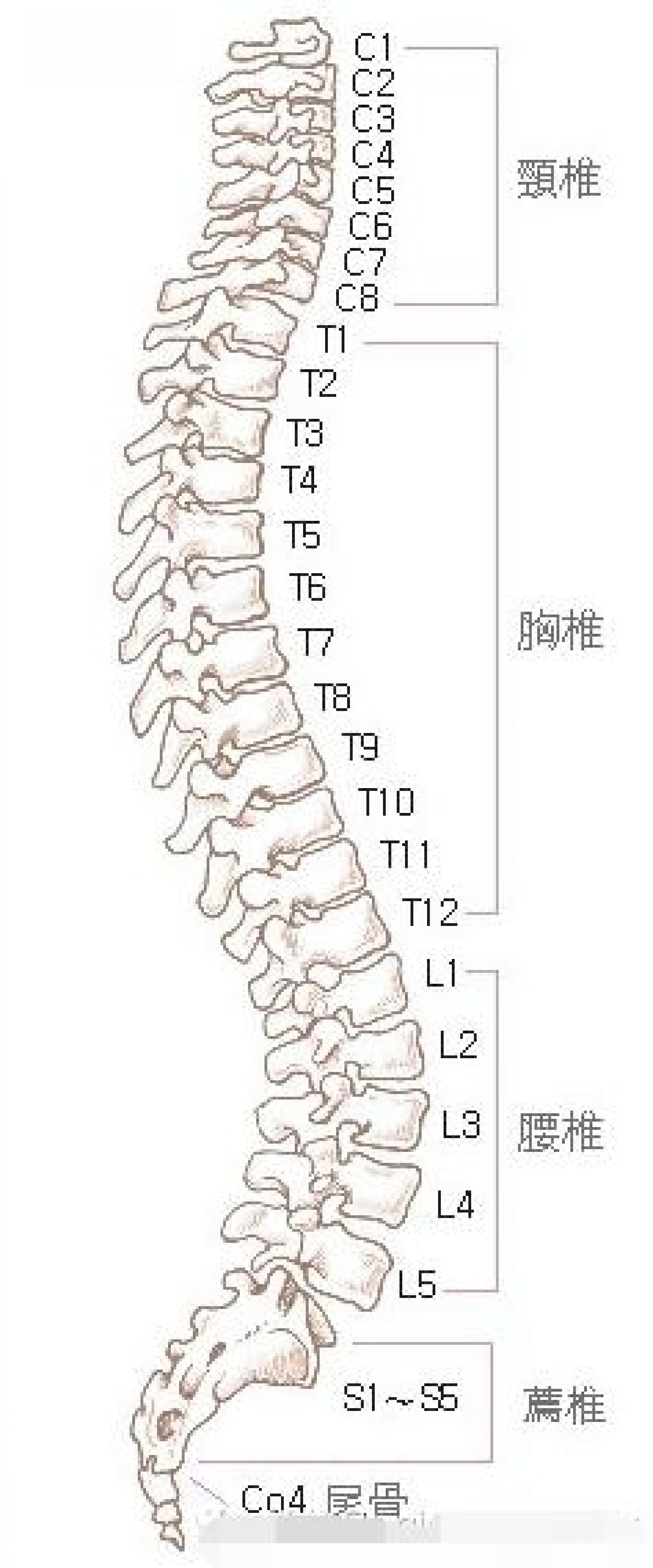 人体脊柱图图片素材-编号08608503-图行天下