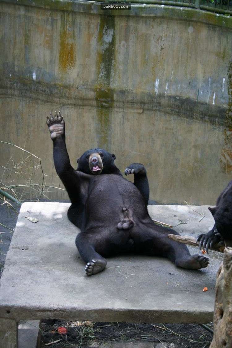 18張讓大家看了會驚慌失色的「失控的動物園一日遊」照片