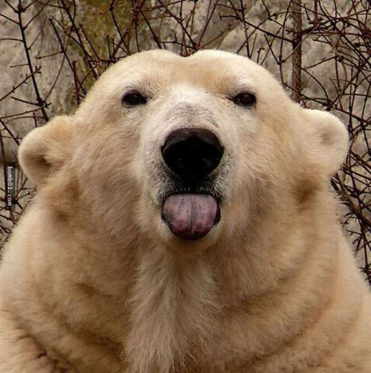 18張讓大家看了會驚慌失色的「失控的動物園一日遊」照片