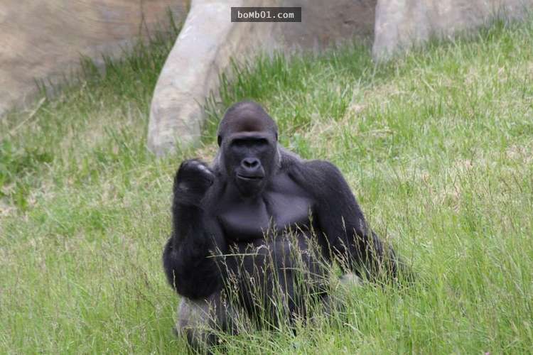 18張讓大家看了會驚慌失色的「失控的動物園一日遊」照片