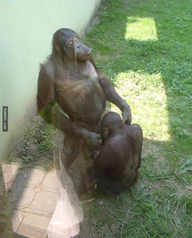 18張讓大家看了會驚慌失色的「失控的動物園一日遊」照片