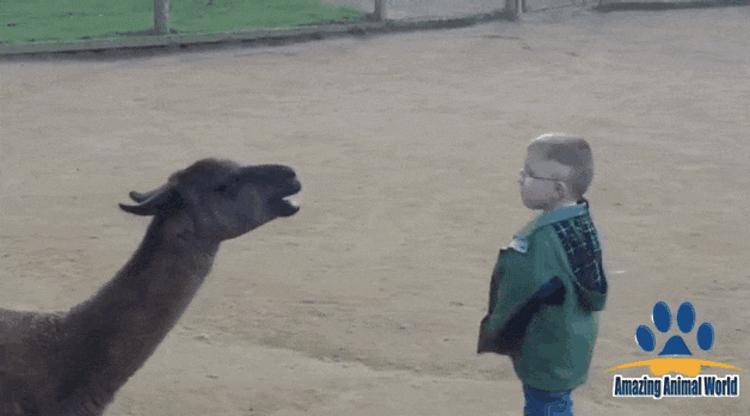 18張讓大家看了會驚慌失色的「失控的動物園一日遊」照片