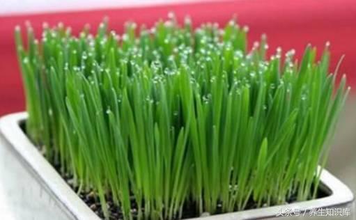 每天拍3處,拍掉體內垃圾,百病不生,簡單易做!
