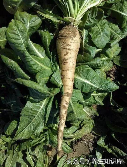 每天拍3處,拍掉體內垃圾,百病不生,簡單易做!