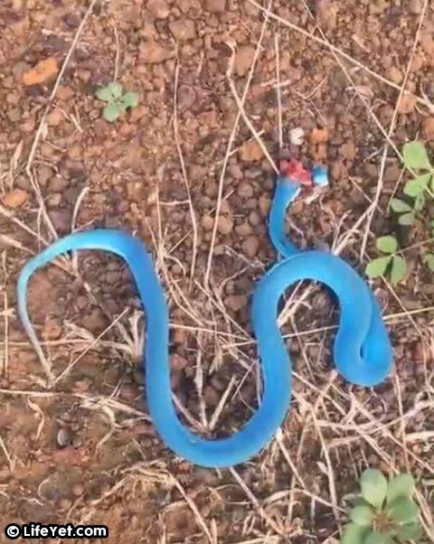 男子路遇一條「藍色的蛇」朝他爬過來！他躲開慶幸撿回一命，回家發現蛇的真實身分讓他超後悔！