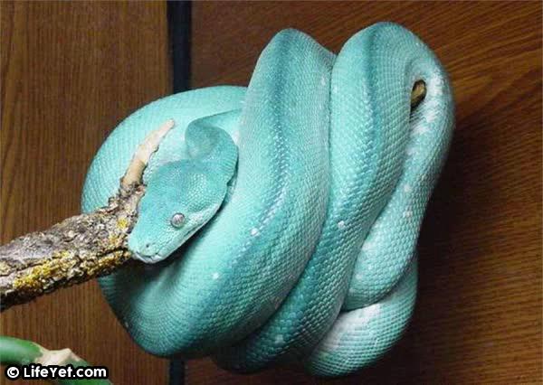 男子路遇一條「藍色的蛇」朝他爬過來！他躲開慶幸撿回一命，回家發現蛇的真實身分讓他超後悔！