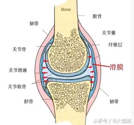 一个完整的关节是由骨,骨表面的软骨,滑膜,关节囊,肌肉,韧带等组织