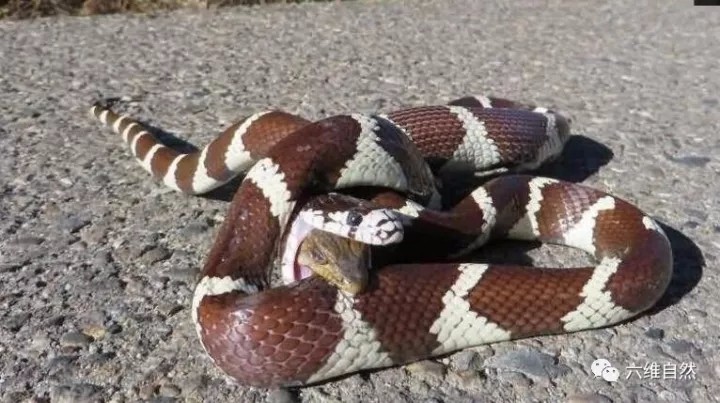 大蛇幾乎吞食完小蛇，卻被小蛇垂死咬住大蛇的身體