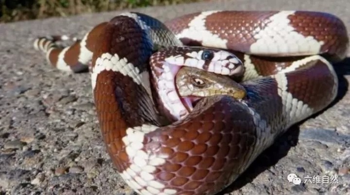 大蛇幾乎吞食完小蛇，卻被小蛇垂死咬住大蛇的身體