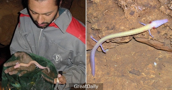 外國男子在山洞找到「中國龍的幼崽」以為是大發現，沒想到原來竟然是另一種生物！