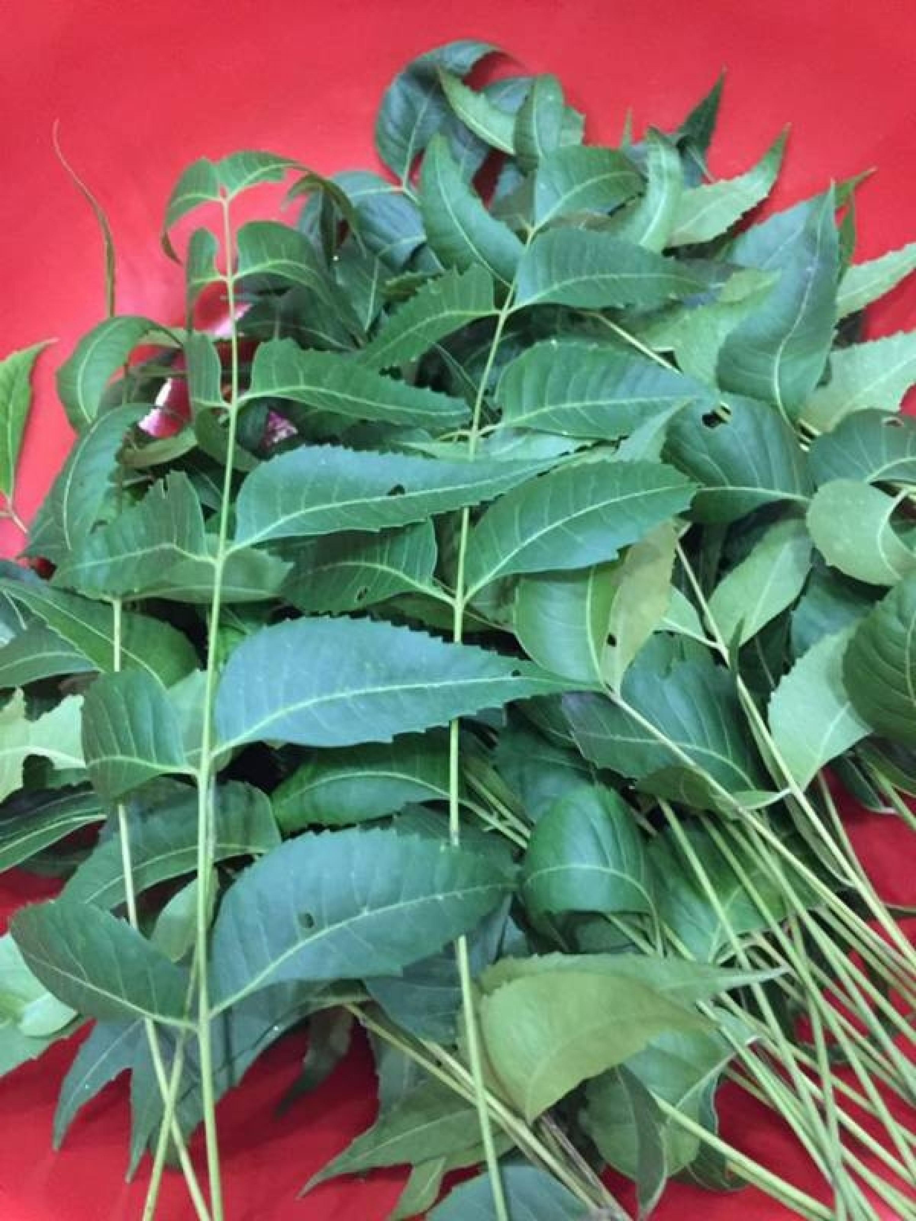 老公经过一位印度友人说,用neem leaves 可以医治水痘.