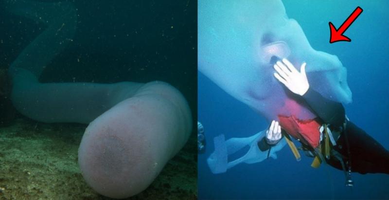 這位潛水員在深海發現「巨型怪魚」,竟不顧大家反對「遊進牠的身體裡」,最後他的下場…
