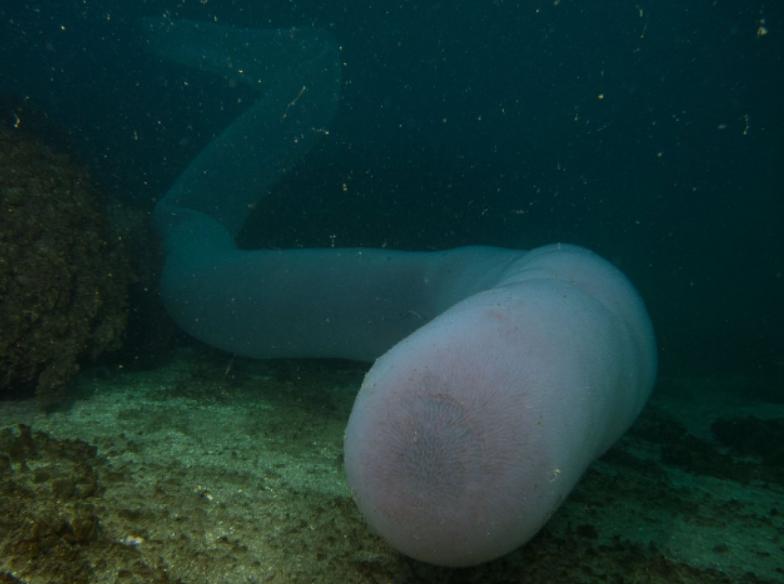 這位潛水員在深海發現「巨型怪魚」，竟不顧大家反對「遊進牠的身體裡」，最後他的下場…