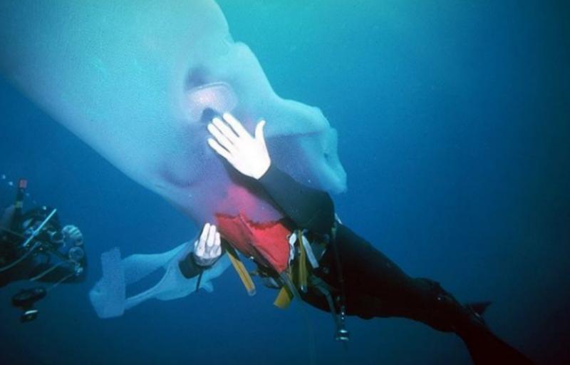 這位潛水員在深海發現「巨型怪魚」，竟不顧大家反對「遊進牠的身體裡」，最後他的下場…