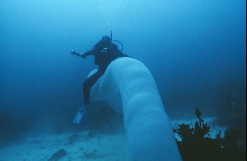 這位潛水員在深海發現「巨型怪魚」，竟不顧大家反對「遊進牠的身體裡」，最後他的下場…