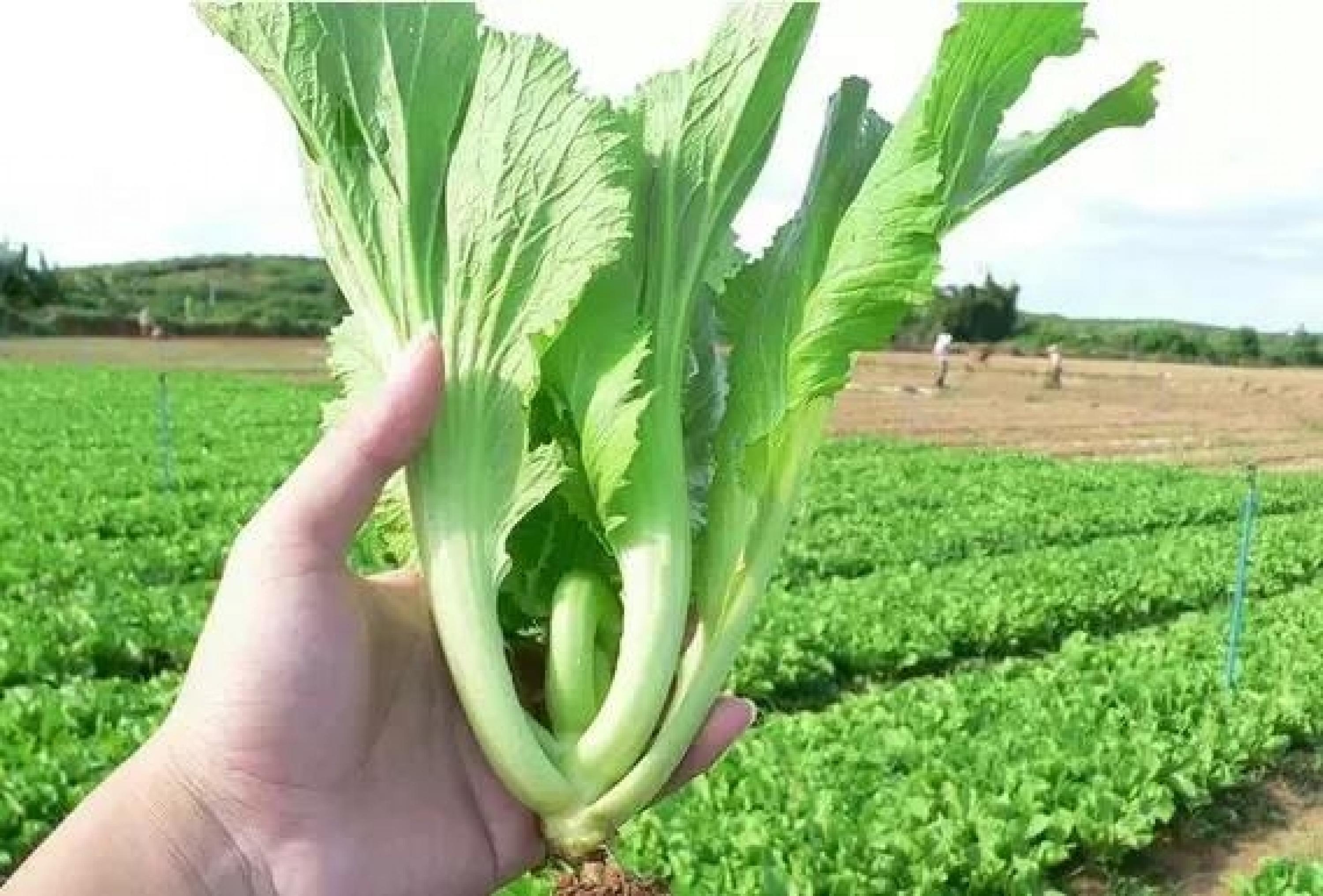 一些养肾护肺解毒消肿的食物,芥菜作为这个时候的应季食物正适当食用