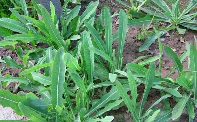 这个野菜,花比蒲公英小,扯一把直接生吃,鲜嫩又清甜