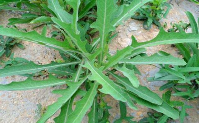 这个野菜,花比蒲公英小,扯一把直接生吃,鲜嫩又清甜,它可抑制癌细胞的