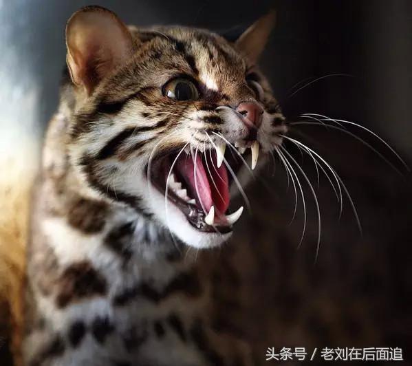北京城耗子吃貓，囂張無比，卻被1只外國貓降服了