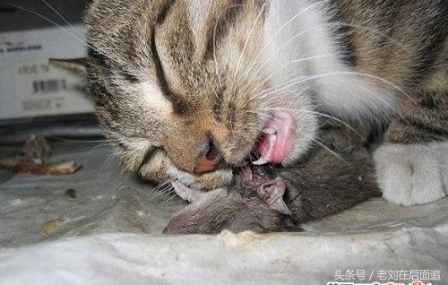 北京城耗子吃貓，囂張無比，卻被1只外國貓降服了