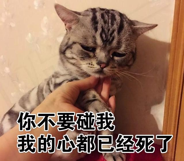 听最丧的歌,看最丧的剧,撸最丧的猫,终极抑郁方可治愈!