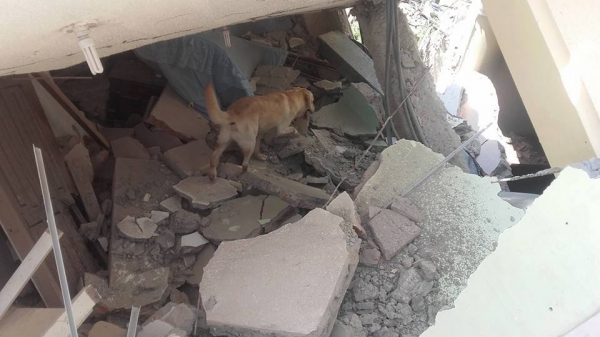 這隻搜救犬在地震災區「竭盡全力搜救」 ，找到7位生還者後「卻嚥下最後一口氣」！