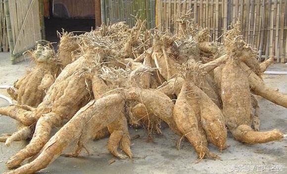 中藥中的葛根有哪些神奇的功效?長期服用會怎樣?