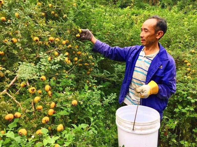 這種果子長滿了刺，是長壽防癌的珍果，有抗衰老、延長女性青春期村民看到爭著摘！