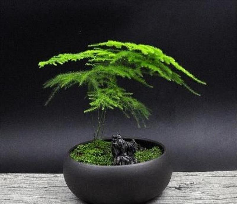家裡再窮,也要擺上這幾種植物,越住越富有!