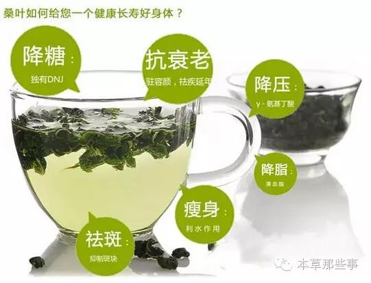桑葉泡水的6大功效,特別是治療糖尿病