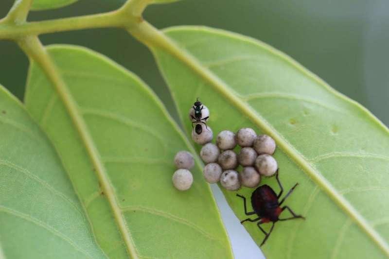 荔枝龙眼盛花期最可怕的虫 「碰一下」皮肤眼睛会灼伤溃烂