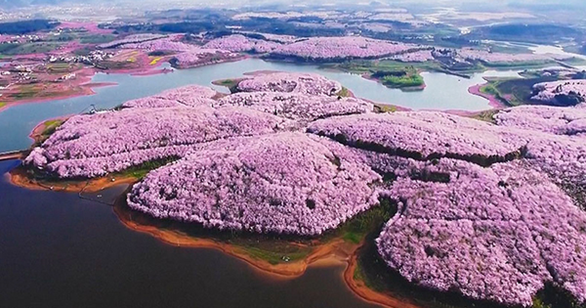 令人想疯狂按快门的「樱花花海」