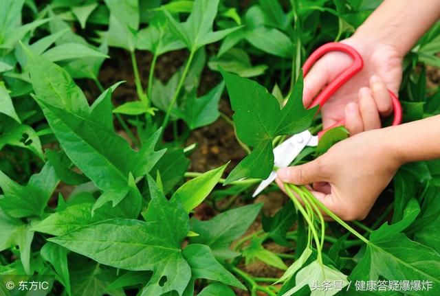「抗癌蔬菜」,梗比葉子的「活性」成分還高,最全做法(快收藏)
