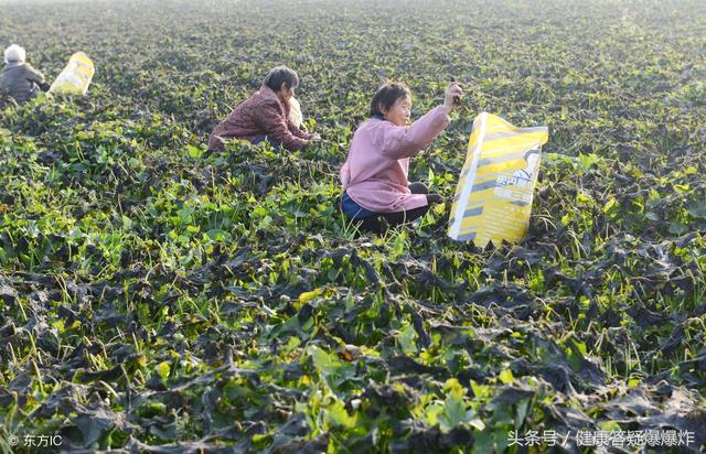 「抗癌蔬菜」,梗比葉子的「活性」成分還高,最全做法(快收藏)