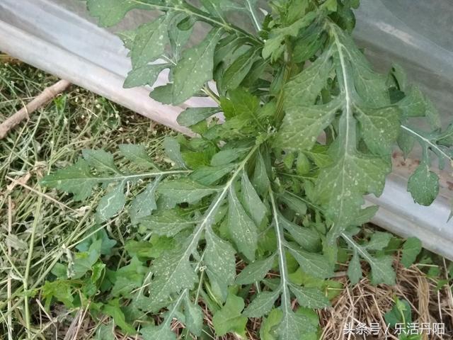 夏天多吃野菜作用大,有活血舒筋,治咽喉肿痛,肺热咳嗽等功效
