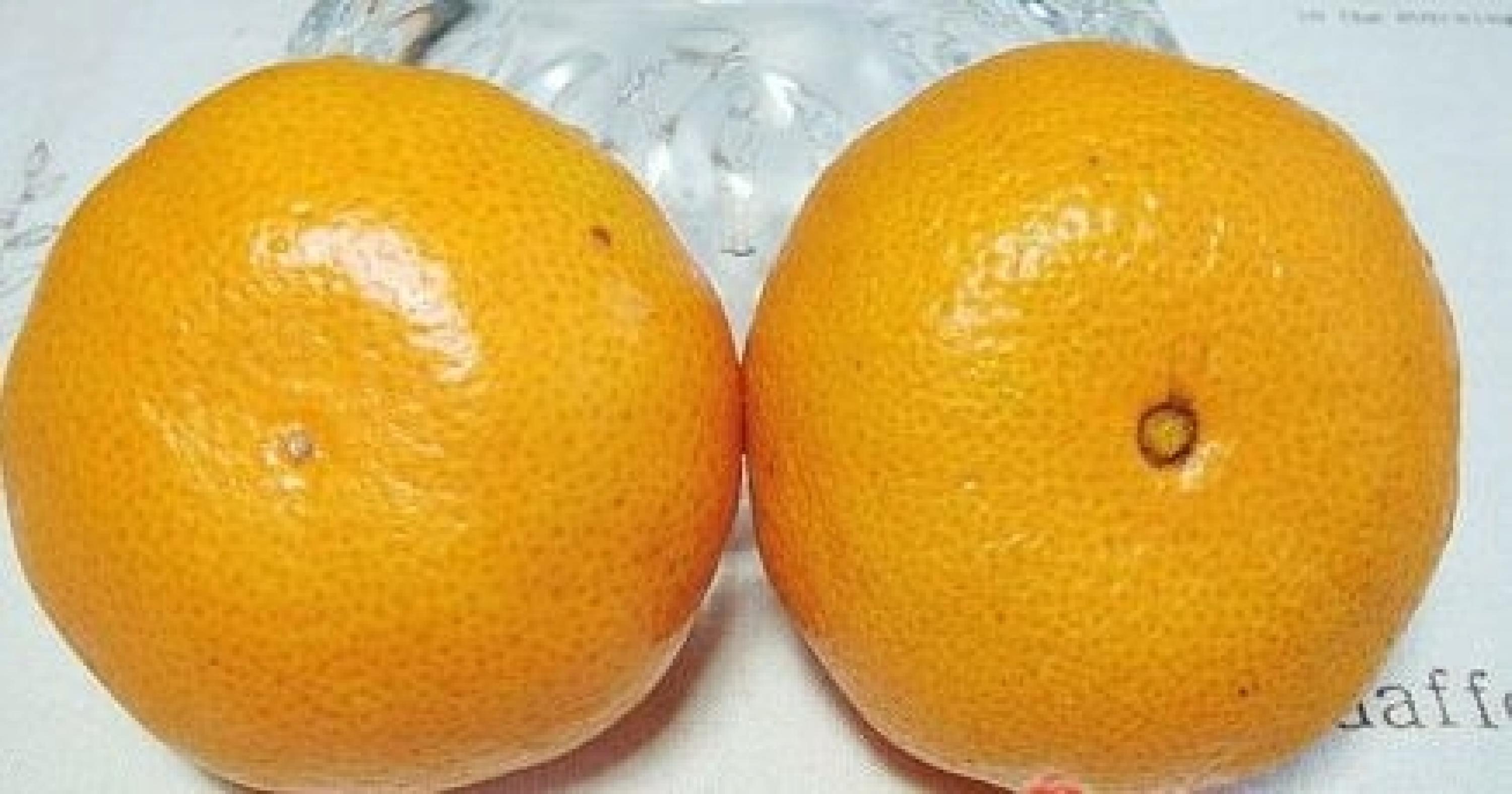 1,橘子怎麼辨别公母