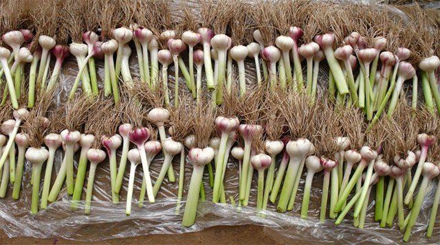 這5種鹼性食物,是癌細胞的「死對頭」,堅持吃,跟癌症說拜拜!