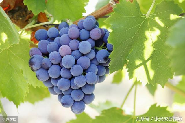 紫葡萄、紅葡萄、白葡萄功效各不同,常吃身體有哪些變化?
