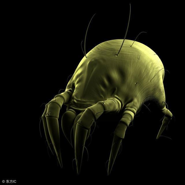 内的蟎虫是无害的,一旦超标,会导致各种头皮健康问题,甚至掉发不断