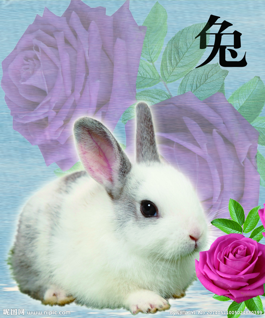 生肖兔