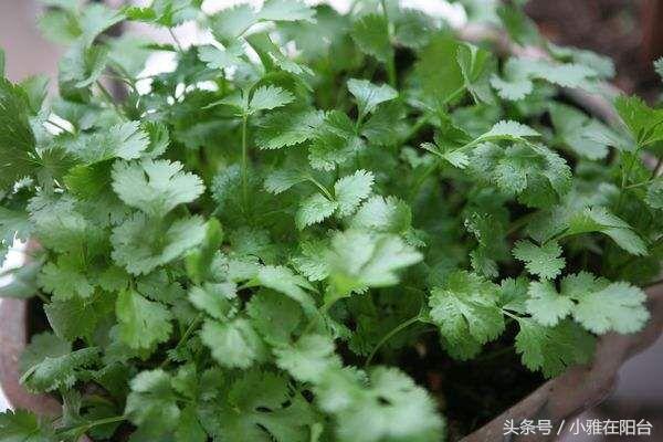 家裡種香菜，用一個小妙招，苗出的又快又齊又多，長勢特別旺