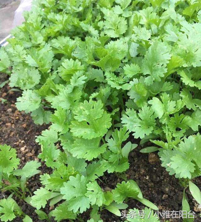 家裡種香菜，用一個小妙招，苗出的又快又齊又多，長勢特別旺